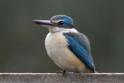 Todiramphus sanctus (Sacred Kingfisher).jpg